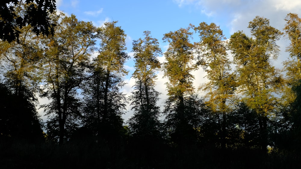 green trees under blue sky during daytime