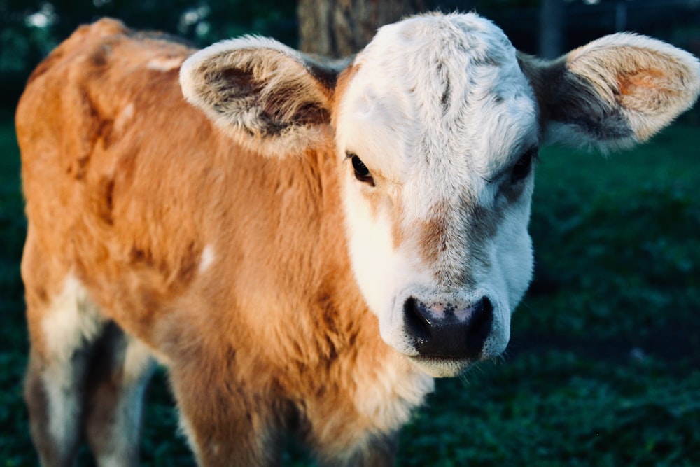 brown and white cow on green grass field during daytime