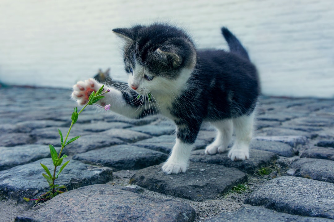 ¿Qué significa que la cola de un gato vibre?