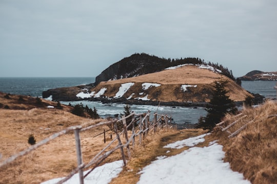 brown grass on brown field near body of water during daytime in Tors Cove Canada