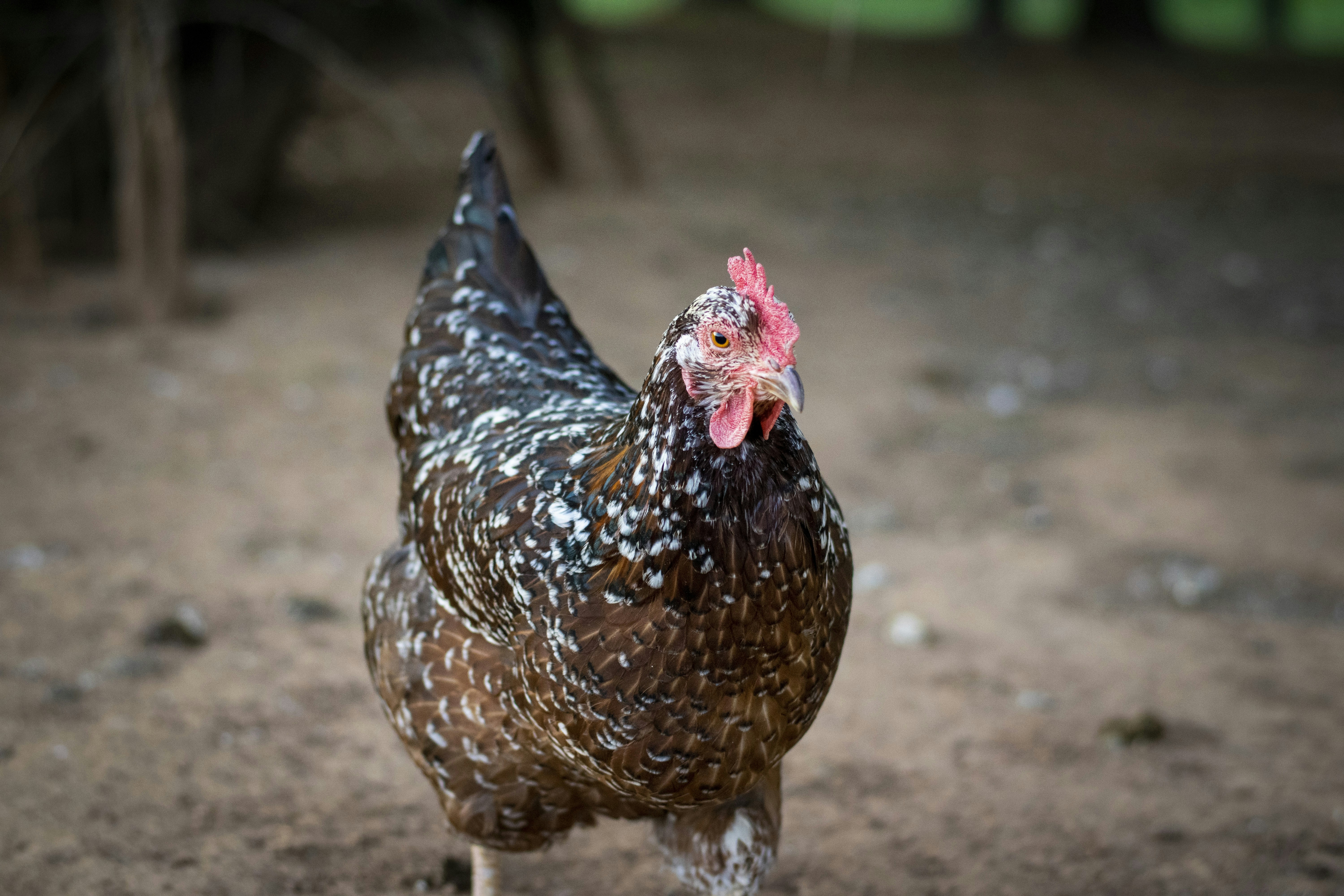 brown and black chicken walking on brown soil