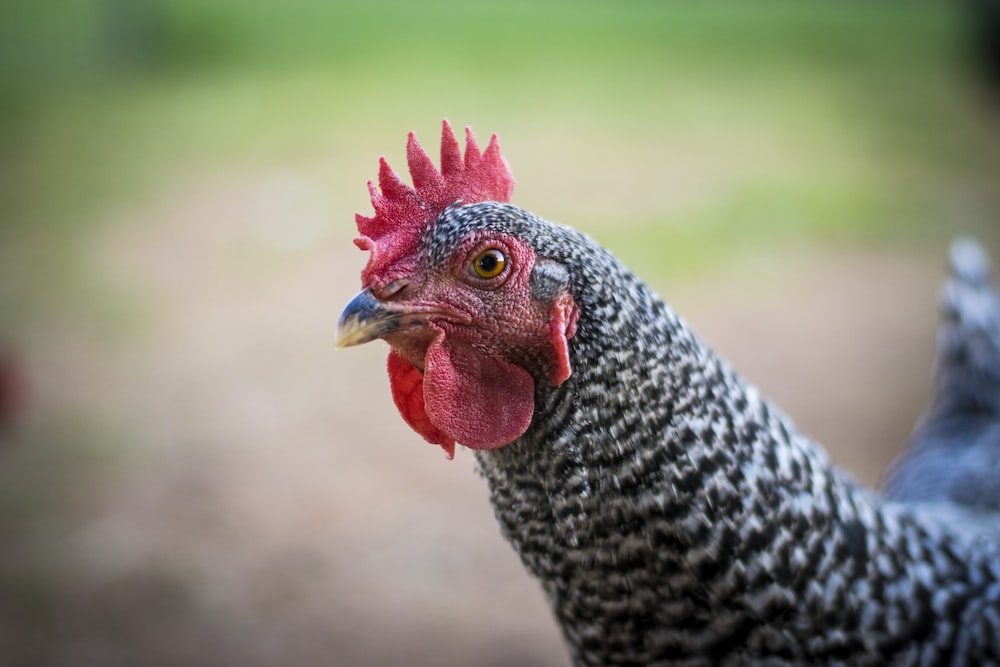 black and white chicken head