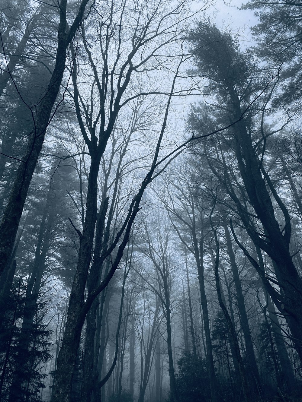 bare trees under white sky during daytime