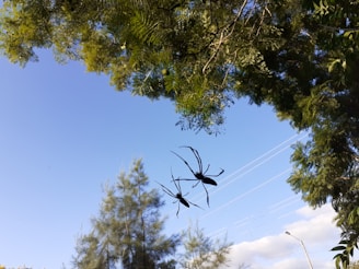 Before and after shots of a home’s yard showing effective ant and spider pest management results.