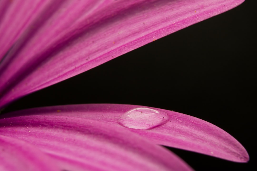 purple flower with water droplets