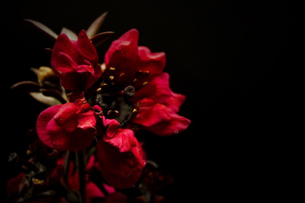 red rose in bloom close up photo