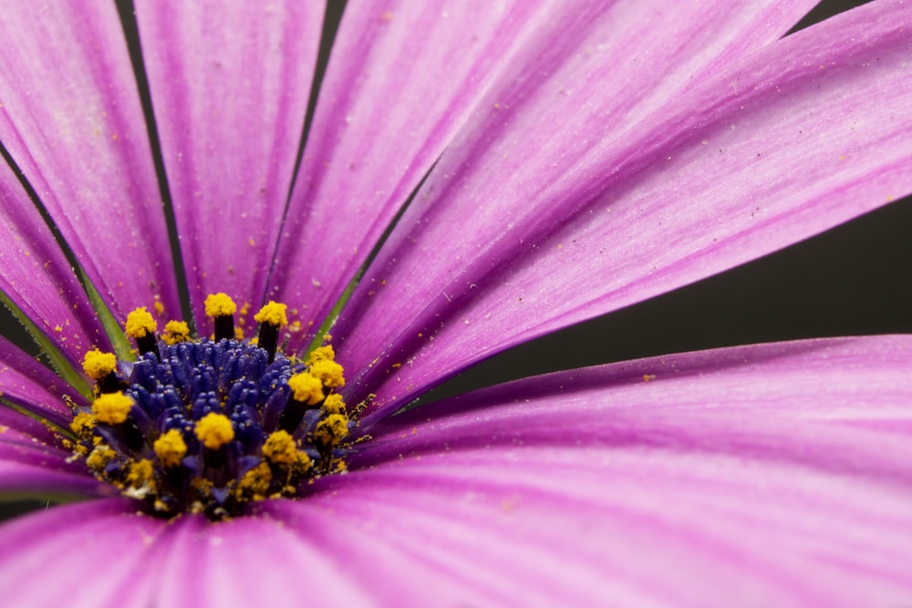 pink flower with yellow stigma