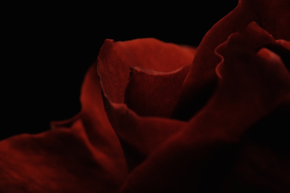 red rose in dark room