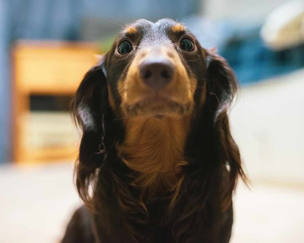 black and brown long coated dog