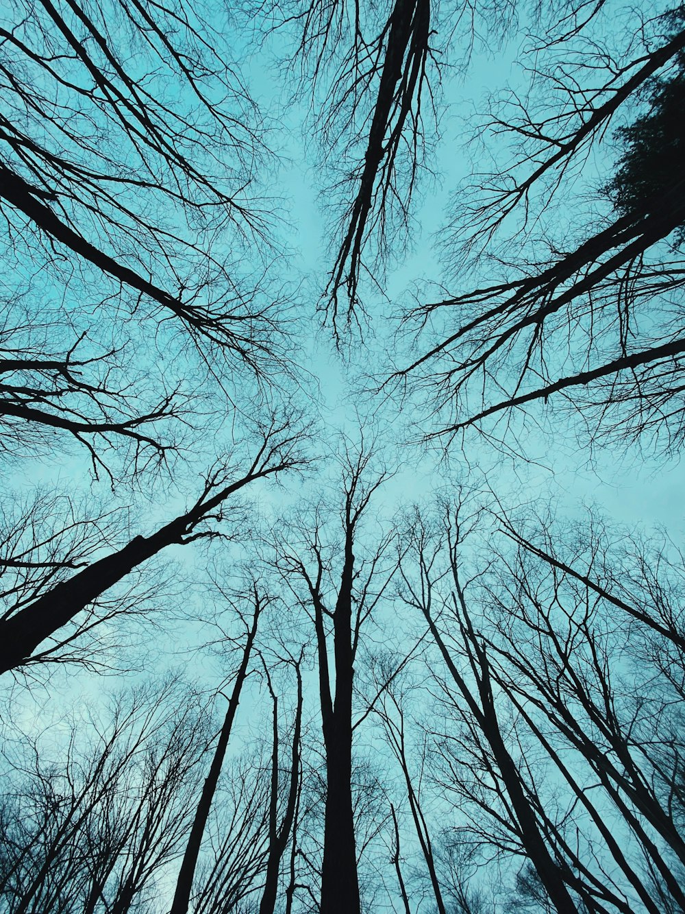 bare trees under blue sky during daytime