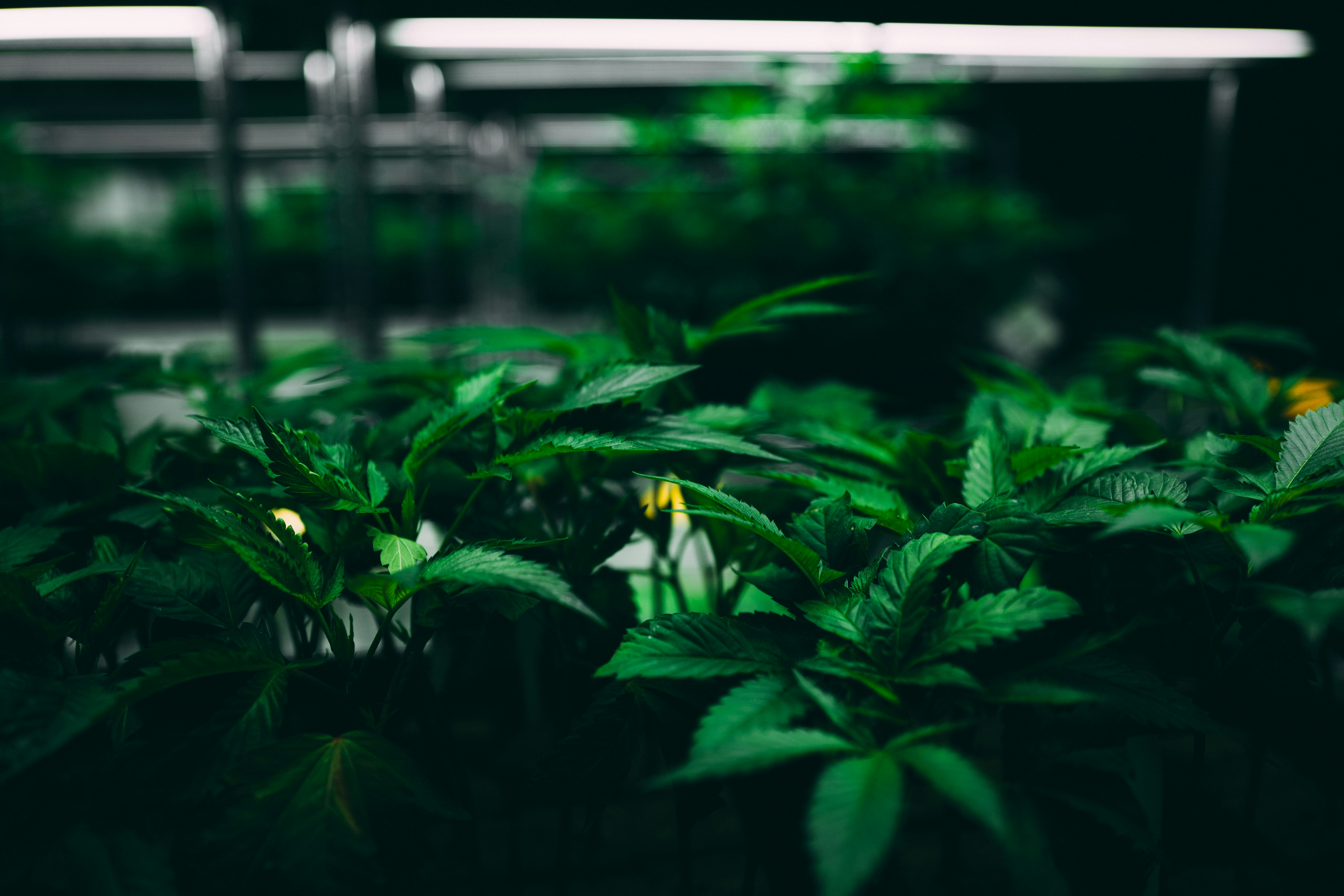 Next Green Wave Nursery