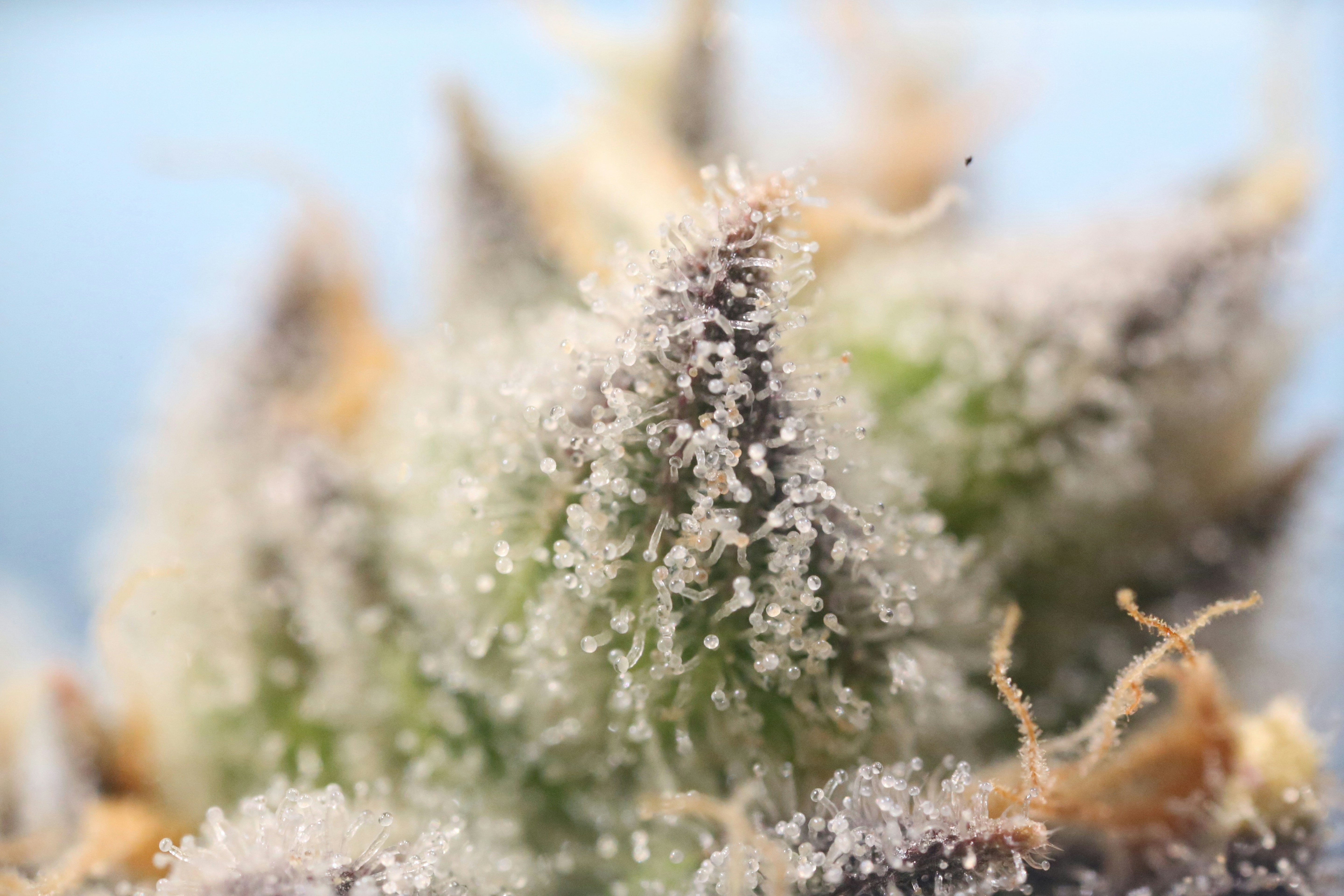 Next Green Wave Trichome Cannabis Macro