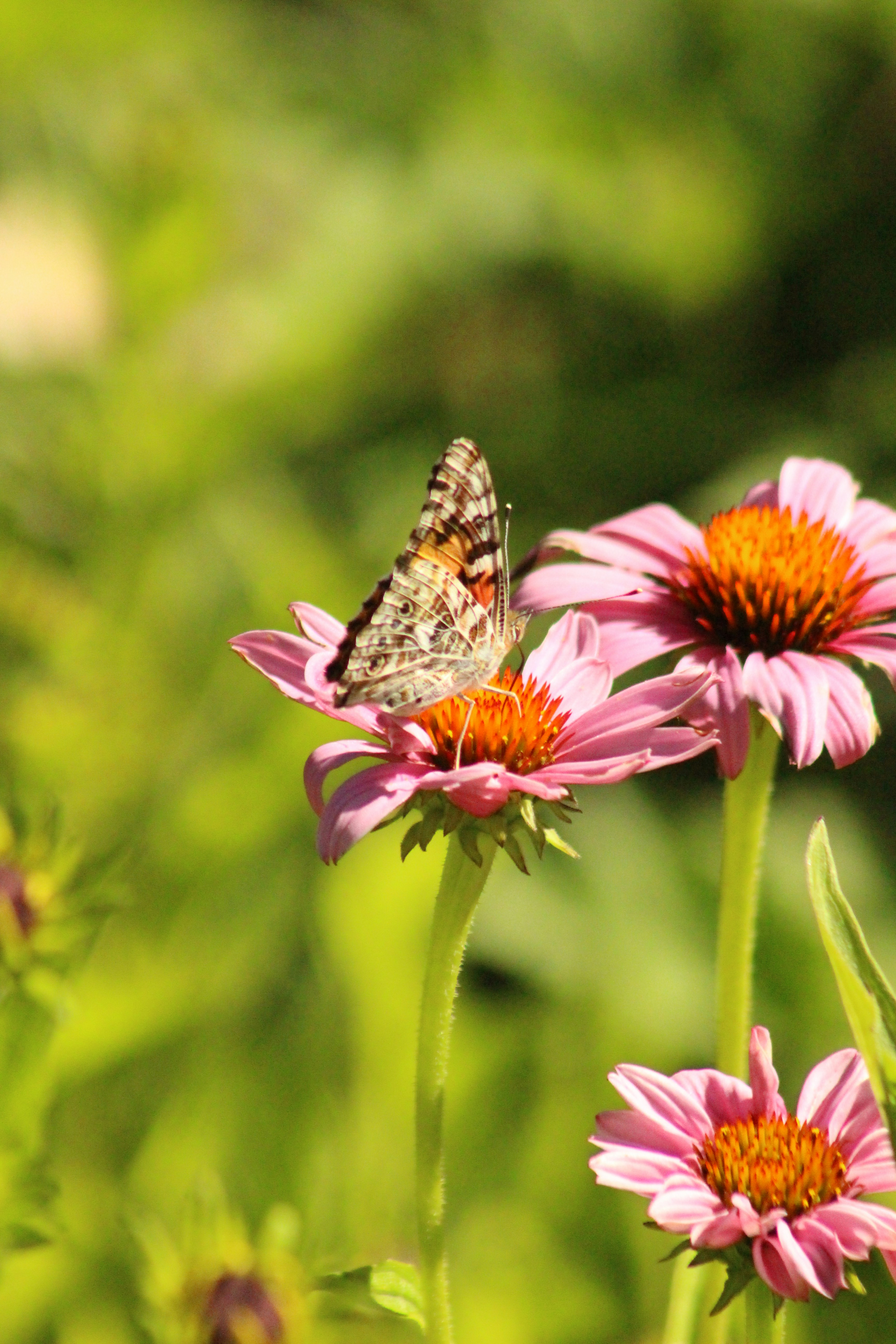 Photo by josephinemagleby01