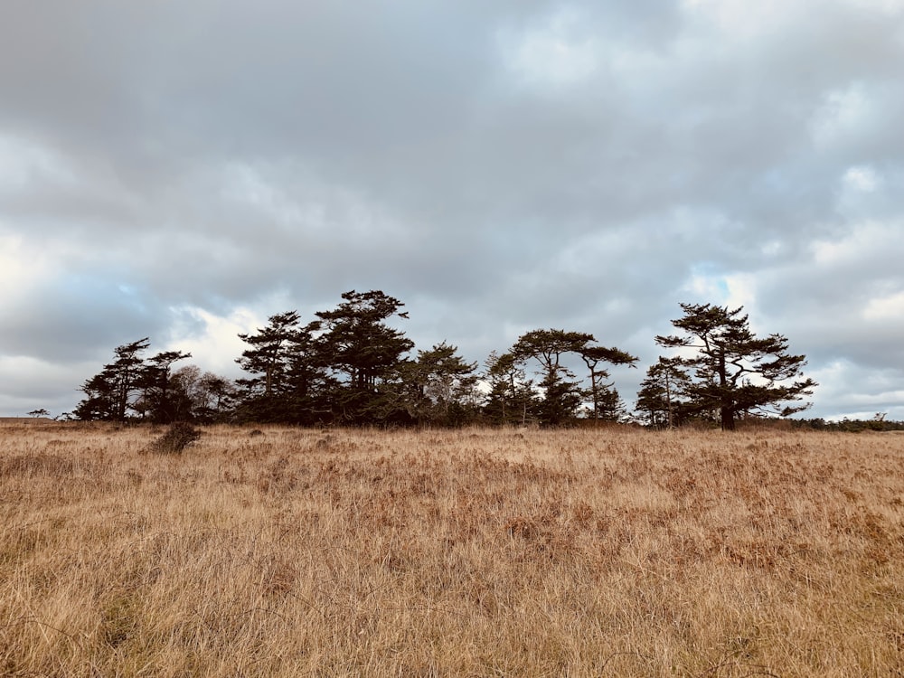 brown grass field with trees under gray clouds