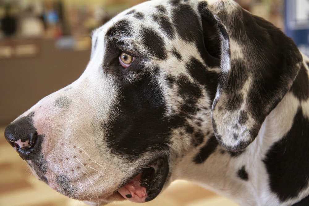 black and white dalmatian dog