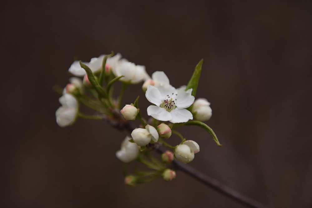 white flower in tilt shift lens