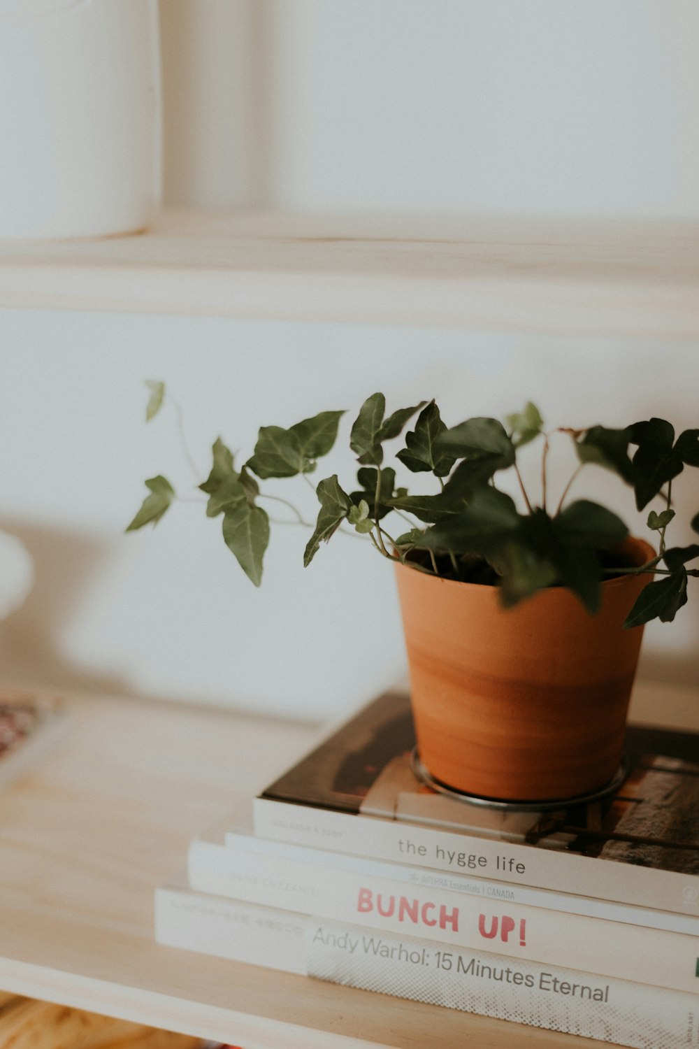 green plant on brown clay pot