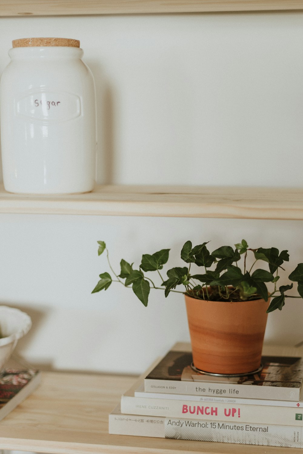 green plant on brown clay pot