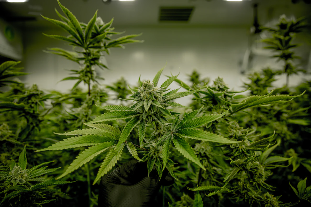 Sala de cultivo