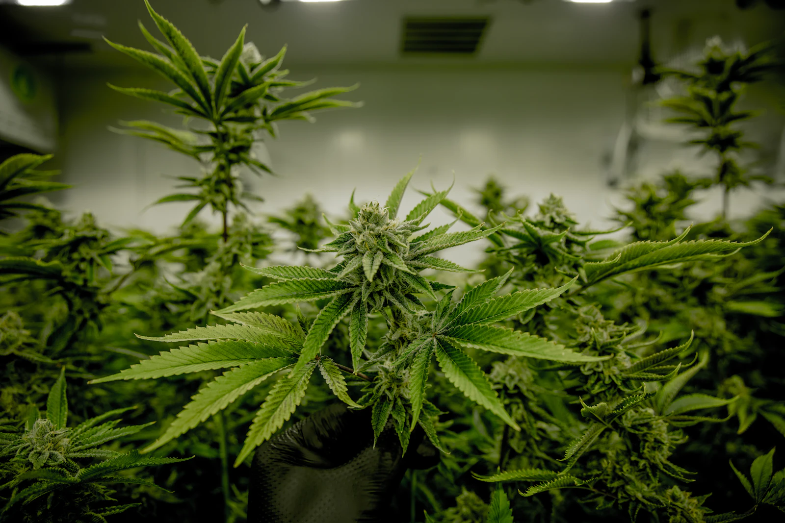 Cannabis plants growing indoors under grow lights
