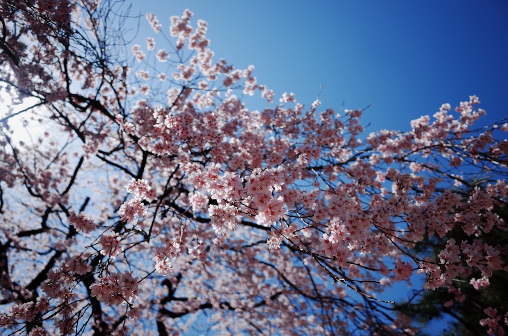 pink cherry blossom tree under blue sky during daytime