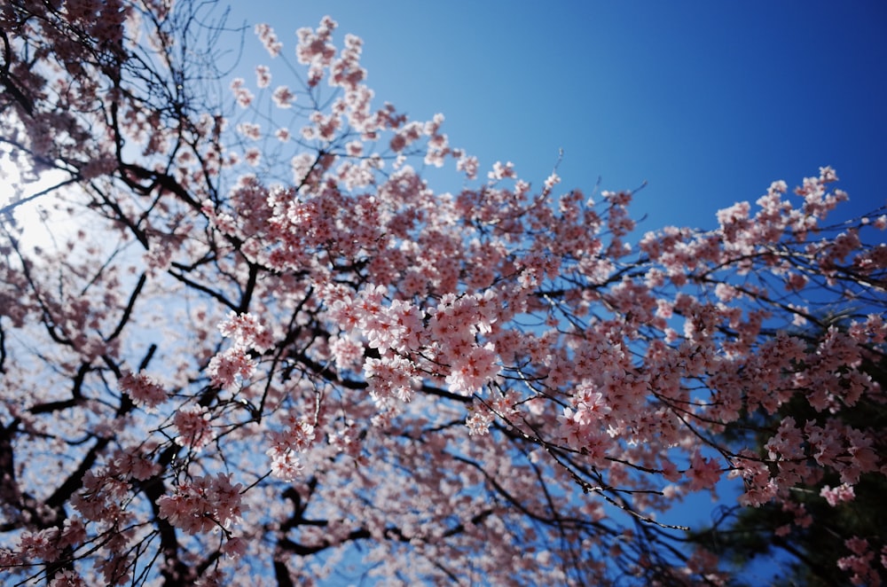 Albero di ciliegio rosa in fiore sotto il cielo blu durante il giorno