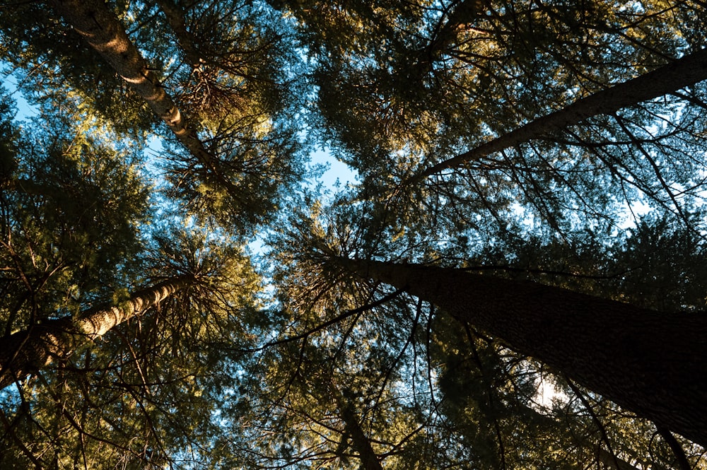 low angle photography of green trees during daytime