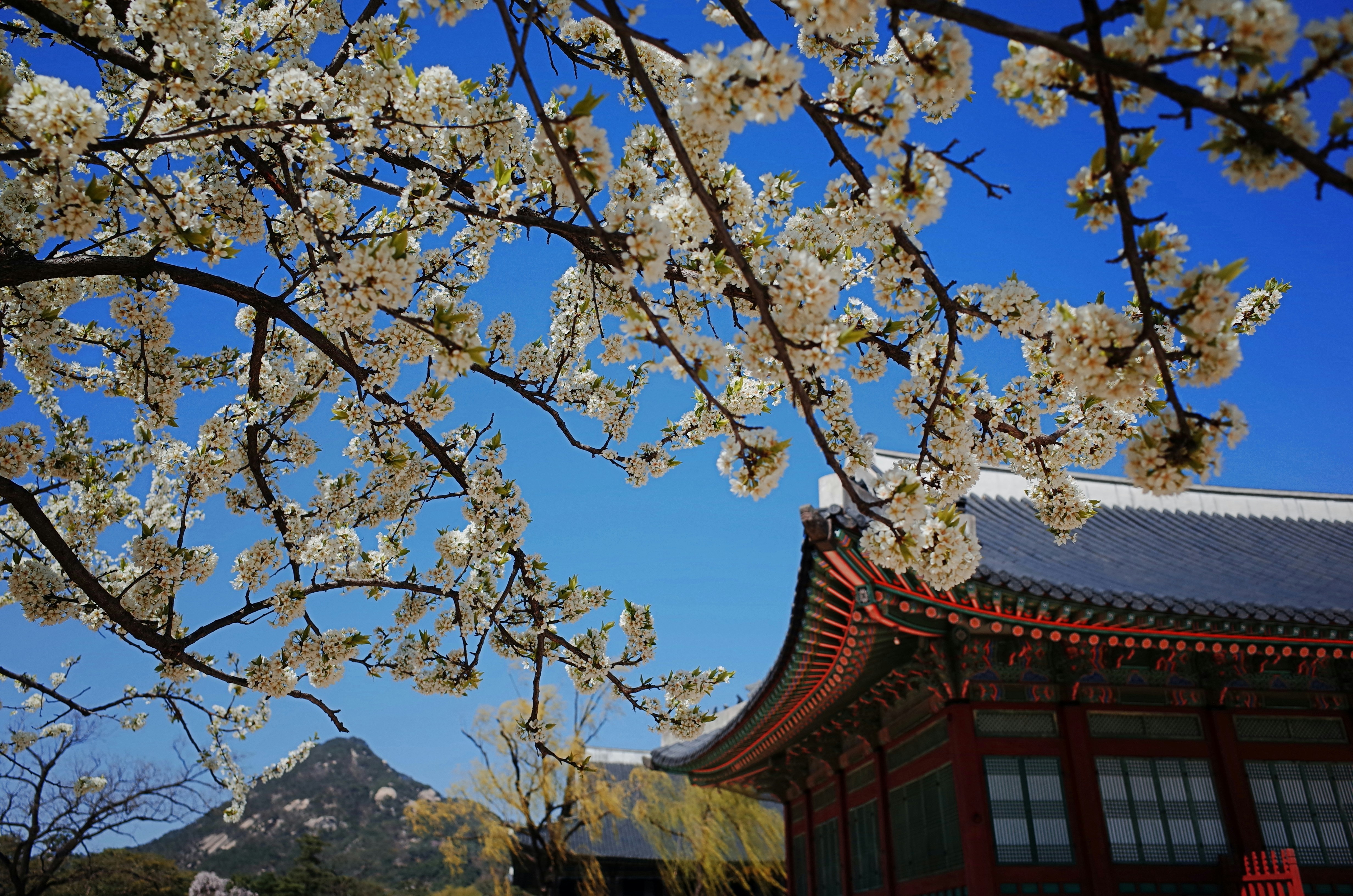 brown and white tree near brown wooden house during daytime, Flowers in Gyeongbokgung