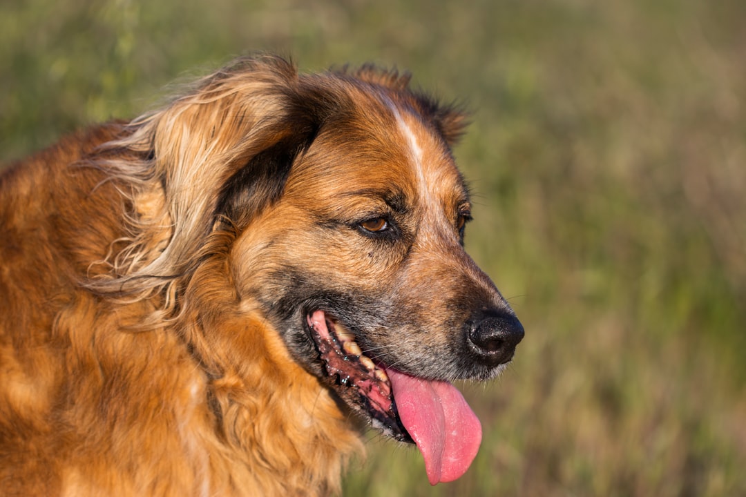 brown and black long coated dog