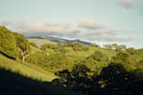 A serene landscape image featuring lush greenery and soft sunlight.