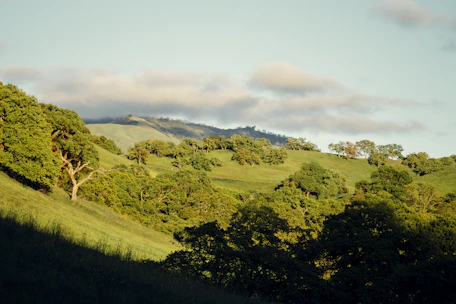 A serene natural landscape with soft green tones and gentle sunlight filtering through trees.