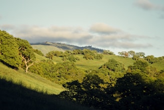 A serene landscape featuring lush greenery and soft sunlight.