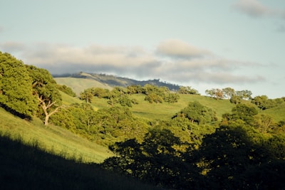 A serene landscape featuring lush greenery and soft sunlight.