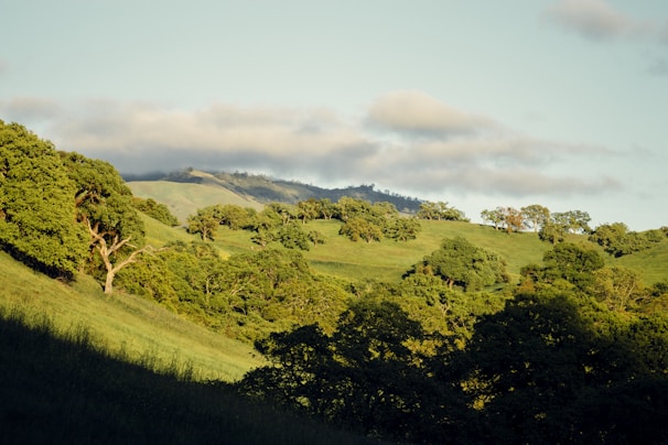 A serene landscape image featuring lush greenery and soft sunlight.