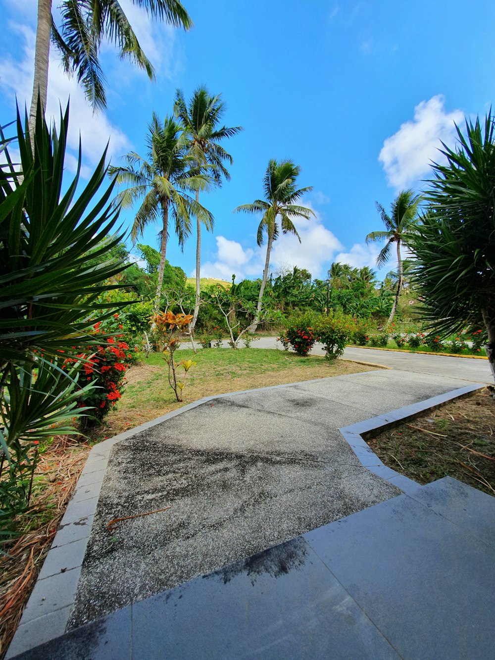 green palm trees near gray concrete pathway under blue sky during daytime
