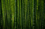 Tall, dense bamboo stalks rise closely together, creating an almost endless vertical pattern. The vibrant green hues of the bamboo are accentuated by diffused light, giving a sense of lushness and tranquility.