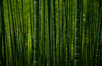 green bamboo trees during daytime