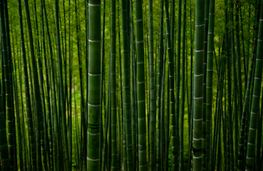 green bamboo trees during daytime