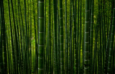 green bamboo trees during daytime