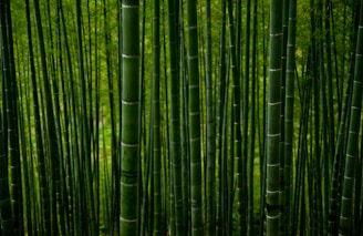 Tall, dense bamboo stalks rise closely together, creating an almost endless vertical pattern. The vibrant green hues of the bamboo are accentuated by diffused light, giving a sense of lushness and tranquility.