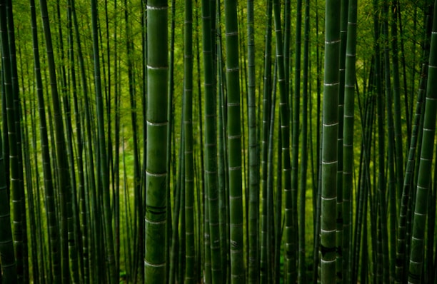 Tall, dense bamboo stalks rise closely together, creating an almost endless vertical pattern. The vibrant green hues of the bamboo are accentuated by diffused light, giving a sense of lushness and tranquility.