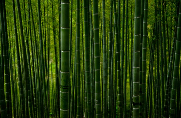 Tall, dense bamboo stalks rise closely together, creating an almost endless vertical pattern. The vibrant green hues of the bamboo are accentuated by diffused light, giving a sense of lushness and tranquility.