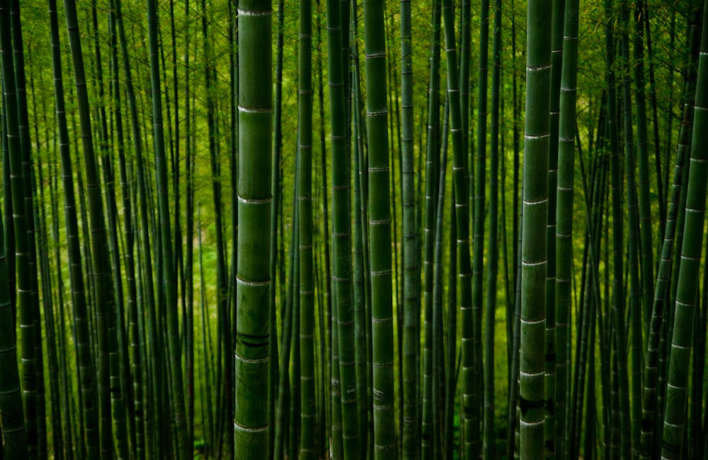 árvores de bambu verde durante o dia