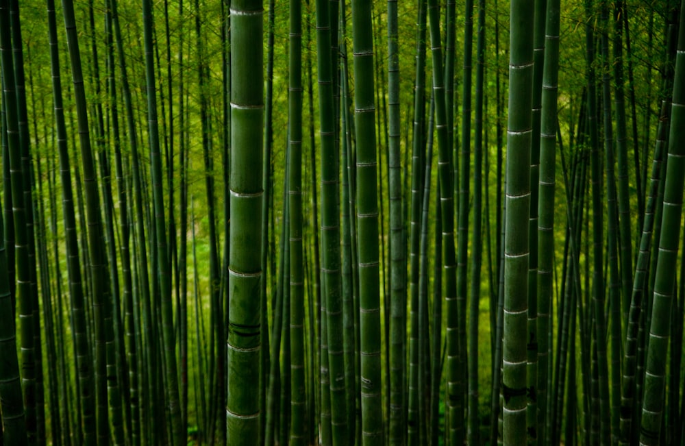 green bamboo trees during daytime