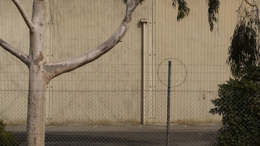 brown tree trunk near brown metal fence