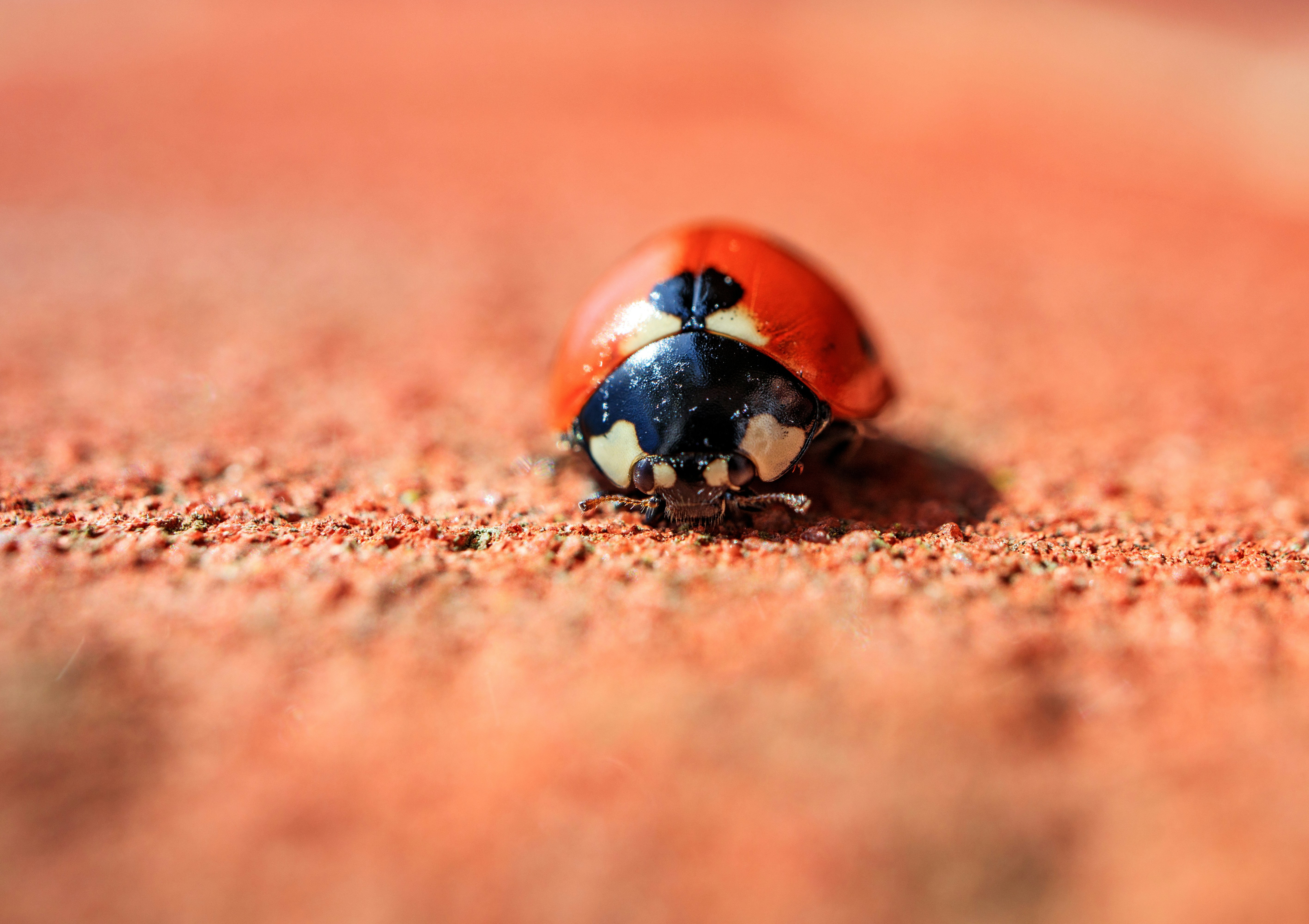Miraculous Ladybug Pictures | Download Free Images on Unsplash