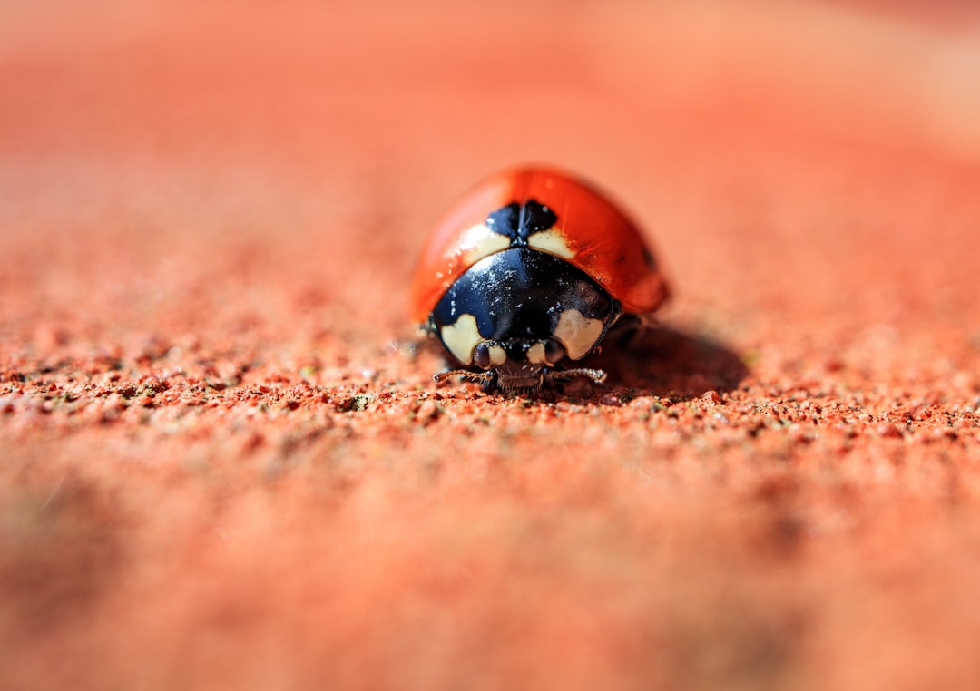 red and black ladybug on brown sand in macro photography