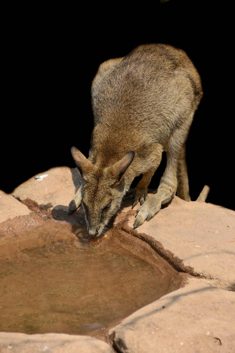 brown and gray deer on brown rock