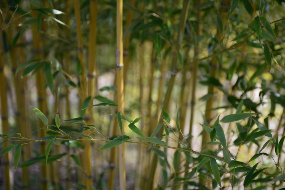 green plant in tilt shift lens