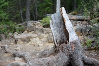 A large, old tree stump with gnarled roots is set in a forest environment. The stump is weathered and split, surrounded by a ground scattered with rocks and soil. Lush green foliage and trees are visible in the background, adding to the natural, untouched feel of the scene.